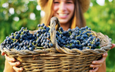 Vitis vinifera, beneficios para la salud